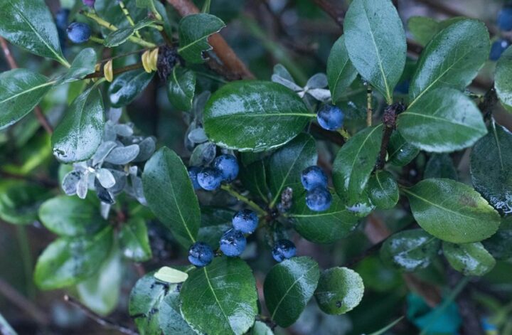 Why Does Dr. Gundry Say Not to Eat Blueberries? The Lectin Theory Explained